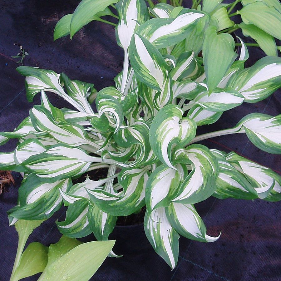 Árnyékliliom Hosta 'Kiwi Spearmint'