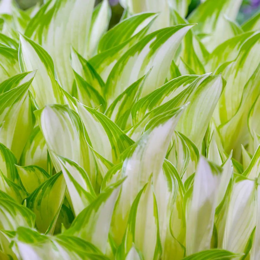 Árnyékliliom Hosta 'Kiwi Spearmint'
