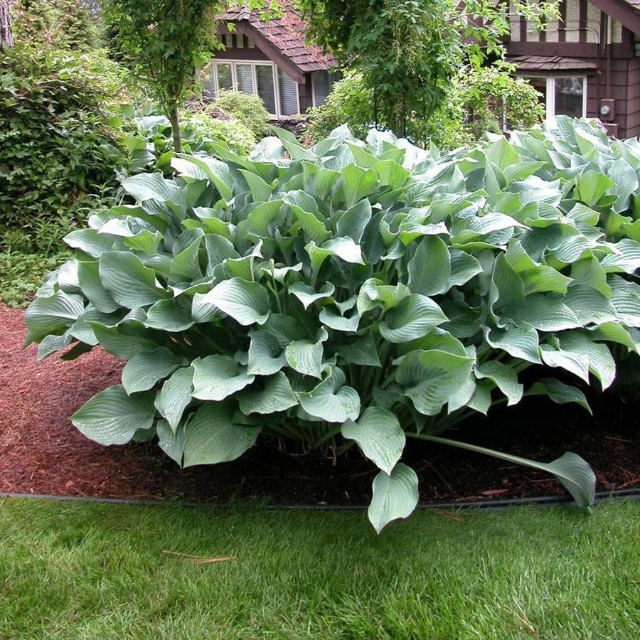 Hosta 'Krossa Regal' Árnyékliliom