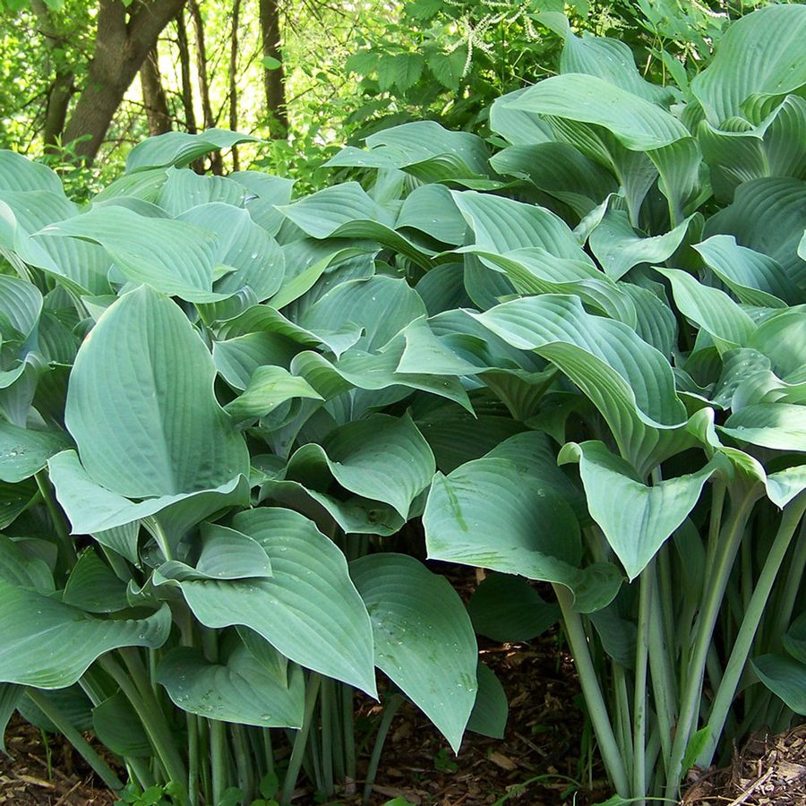 Árnyékliliom Hosta 'Krossa Regal'