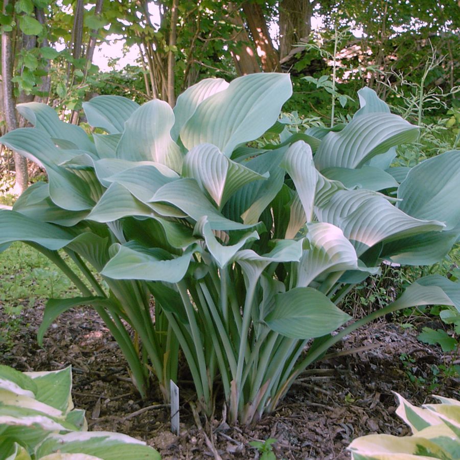 Árnyékliliom Hosta 'Krossa Regal'