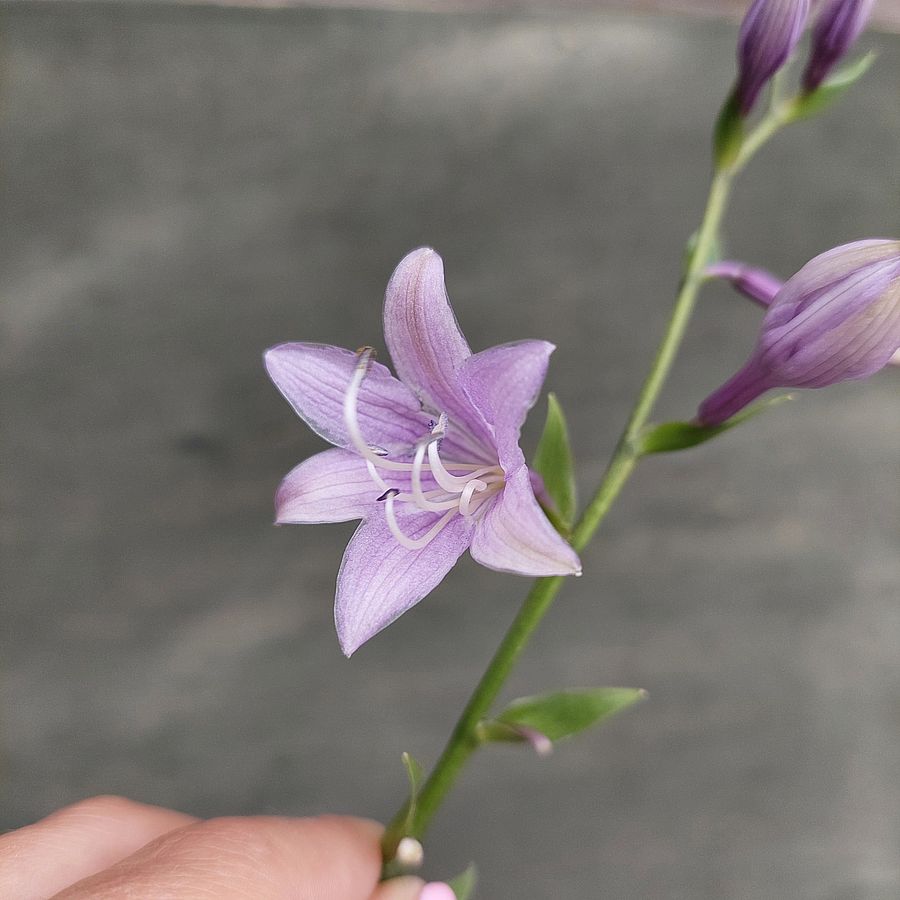 Hosta lancifolia Lándzsáslevelű árnyékliliom