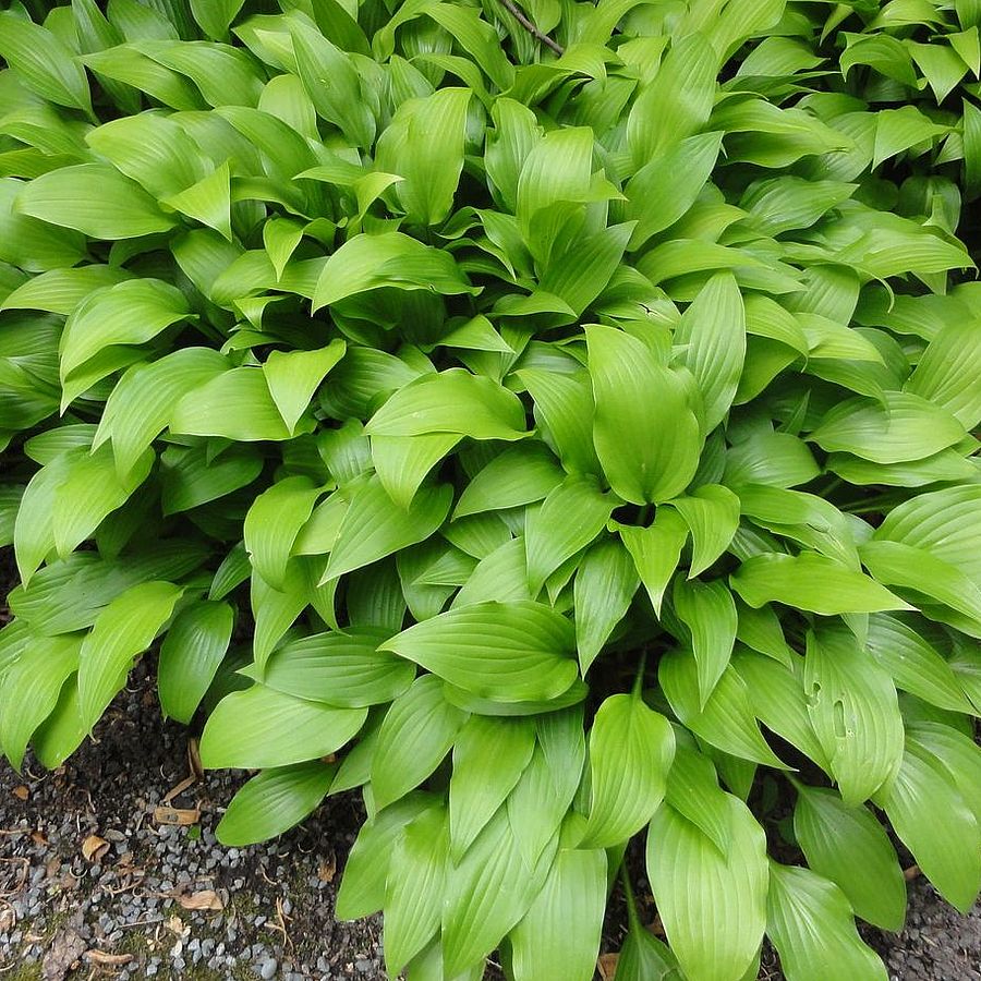 Lándzsáslevelű árnyékliliom Hosta lancifolia