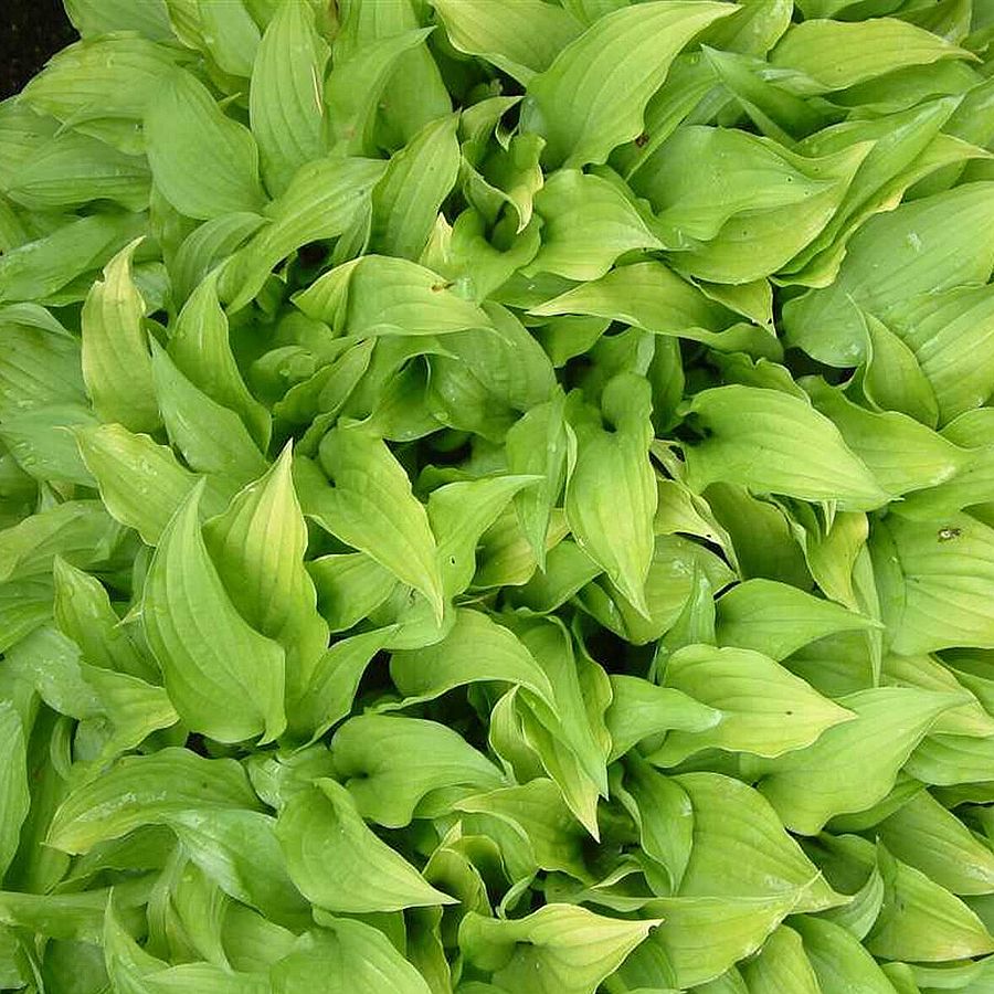 Hosta 'Lemon Lime' Árnyékliliom