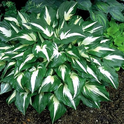 Hosta 'Night Before Christmas' Árnyékliliom