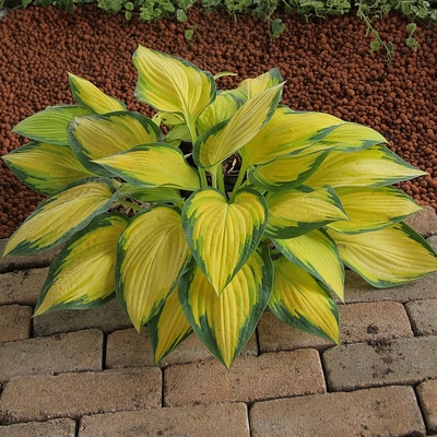 Hosta 'Orange Marmalade' &Aacute;rny&eacute;kliliom