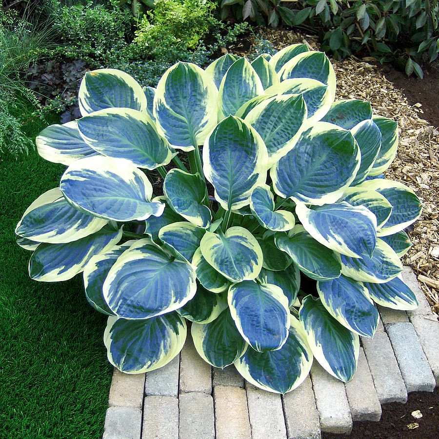 Hosta 'Orion's Belt' Árnyékliliom