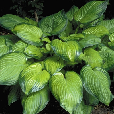 Hosta plantaginea 'Guacamole' Árnyékliliom