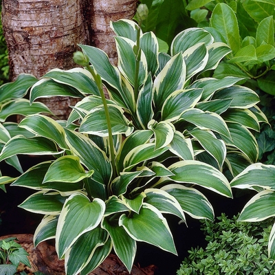 Hosta 'Queen Josephine' Árnyékliliom