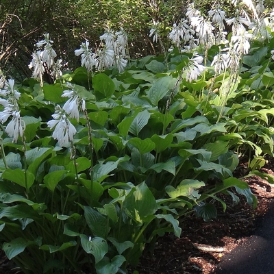 Hosta 'Royal Standard' Árnyékliliom