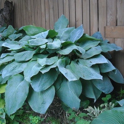 Hosta sieboldiana 'Big Daddy' Árnyékliliom