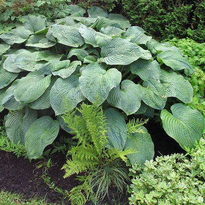 Hosta sieboldiana 'Elegans' Árnyékliliom