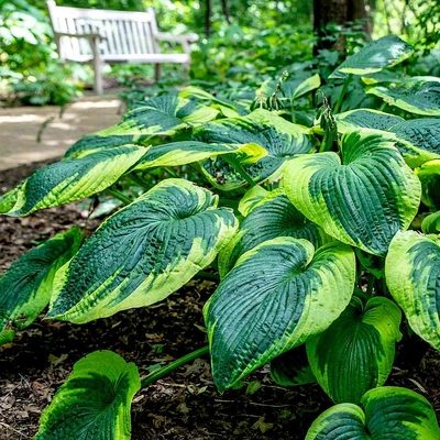 Hosta sieboldiana 'Frances Williams' Árnyékliliom