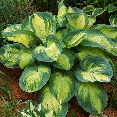 Hosta sieboldiana 'Great Expectations' Árnyékliliom