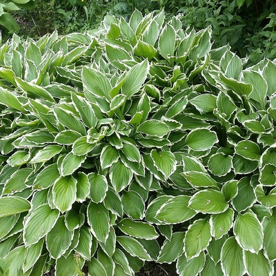 Hosta undulata 'Albomarginata' Árnyékliliom