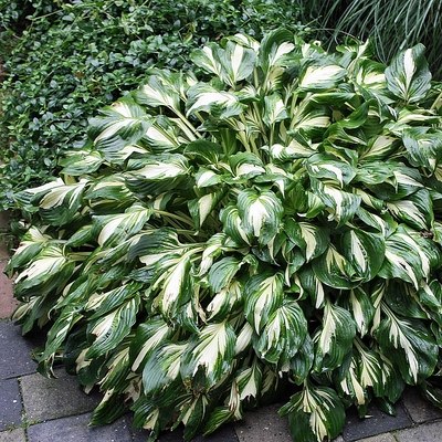 Hosta undulata 'Mediovariegata' Árnyékliliom