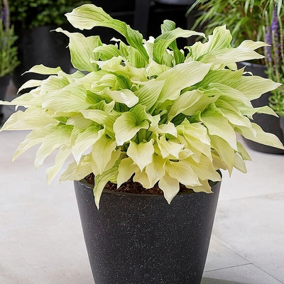 Hosta 'White Feather' &Aacute;rny&eacute;kliliom