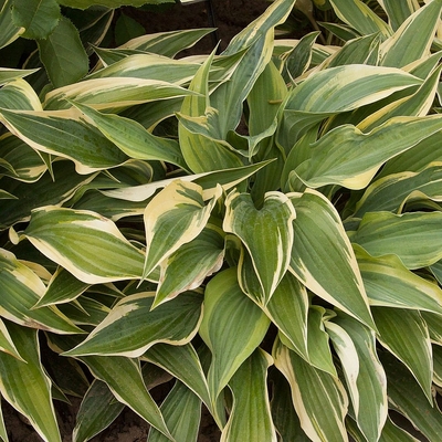 Hosta 'Wolverine' Árnyékliliom