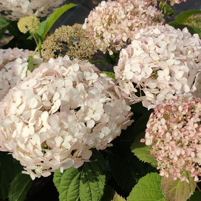 Hydrangea arborescens BellaRagazzaŽ 'Blanchetta' Cserjés hortenzia