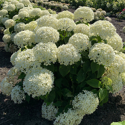 Hydrangea arborescens 'BellaRagazza Limetta' Cserjés hortenzia