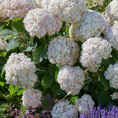 Hydrangea arborescens 'Candybelle Marsmallow' Cserjés hortenzia