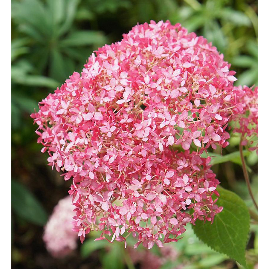 Hydrangea arborescens 'Magical Dark Pink' Cserjés hortenzia