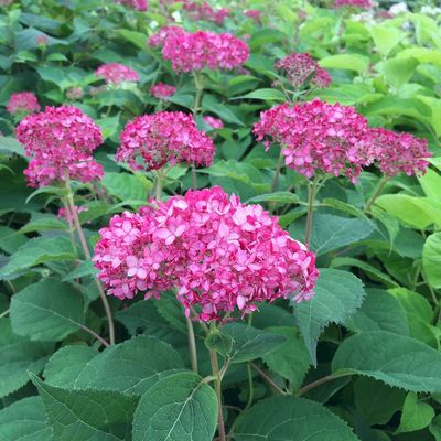 Hydrangea arborescens 'Ruby Annabelle' Cserjés hortenzia