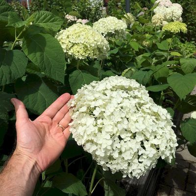 Hydrangea arborescens 'Strong Annabelle' Cserjés hortenzia
