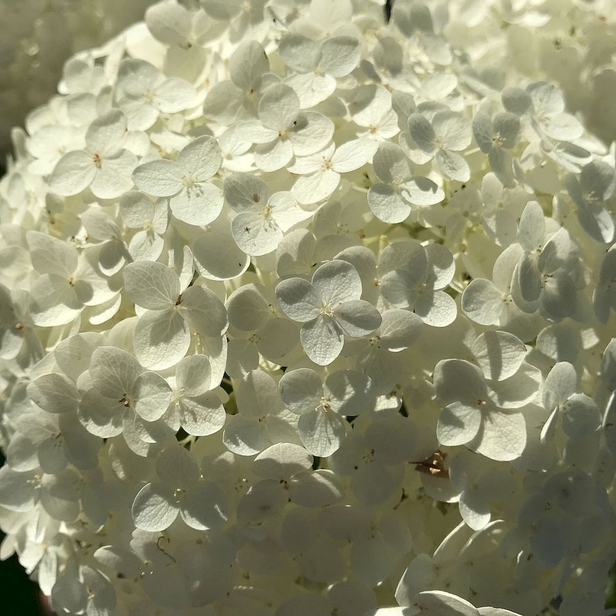 Cserjés hortenzia Hydrangea arborescens 'Strong Annabelle'