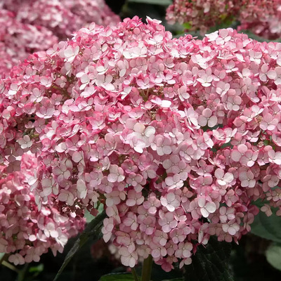 Hydrangea arborescens 'Sweet Annabelle' Cserj&eacute;s hortenzia