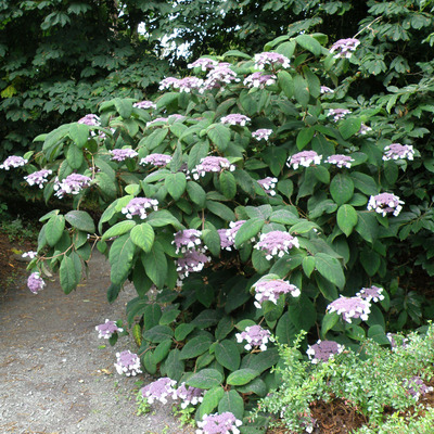 Hydrangea aspera 'Macrophylla' Érdeslevelű hortenzia