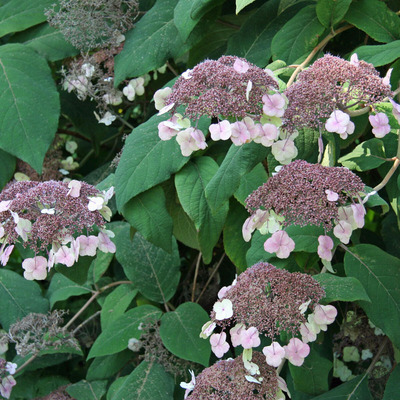Hydrangea aspera ssp. sargentiana &Eacute;rdeslevelű hortenzia