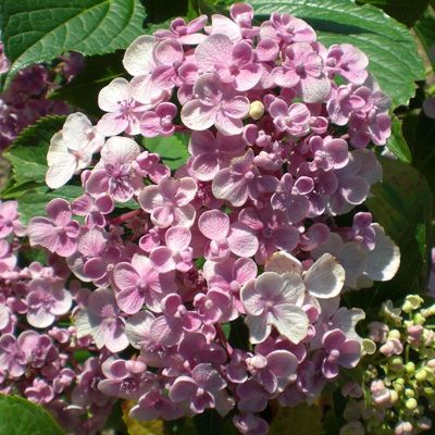 Kerti hortenzia Hydrangea macrophylla 'Ayesha'