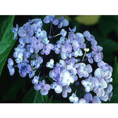 Kerti hortenzia Hydrangea macrophylla 'Ayesha'