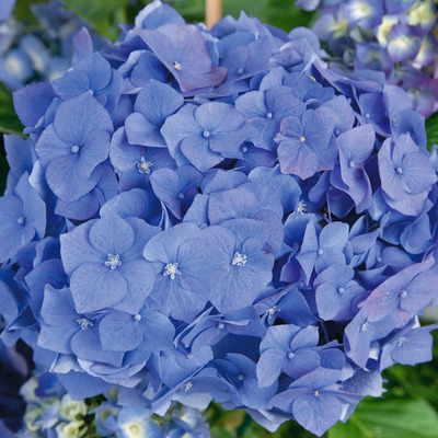 Hydrangea macrophylla 'Bela' Kerti hortenzia