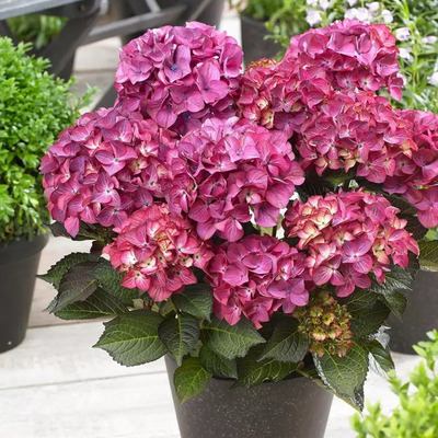 Hydrangea macrophylla 'Black Diamonds' Kerti hortenzia