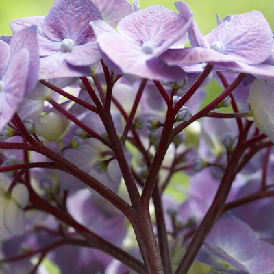 Hydrangea macrophylla 'Black Steel Blue' Kerti hortenzia