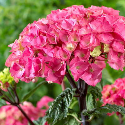 Hydrangea macrophylla 'Black Steel Pink' Kerti hortenzia