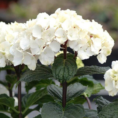 Hydrangea macrophylla 'Black Steel White' Kerti hortenzia