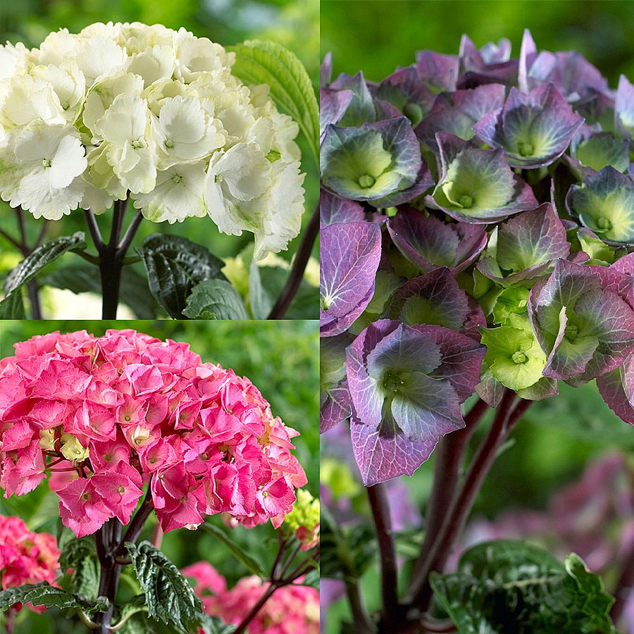 Hydrangea macrophylla 'Black Steel' mix Kerti hortenzia fajták