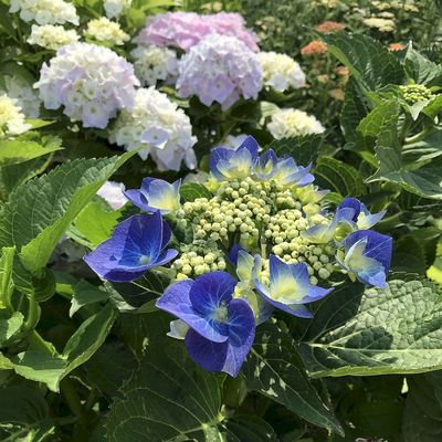 Hydrangea macrophylla 'Blaumeise' Kerti hortenzia