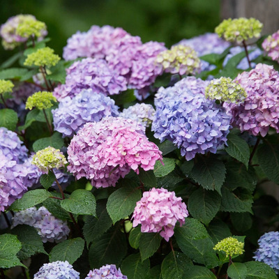 Hydrangea macrophylla  'Endless Summer Bloomstar' Kerti hortenzia