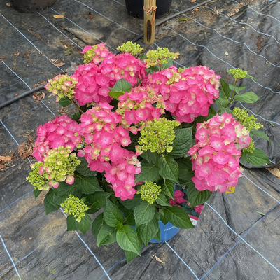 Hydrangea macrophylla  'Endless Summer Love' Kerti hortenzia