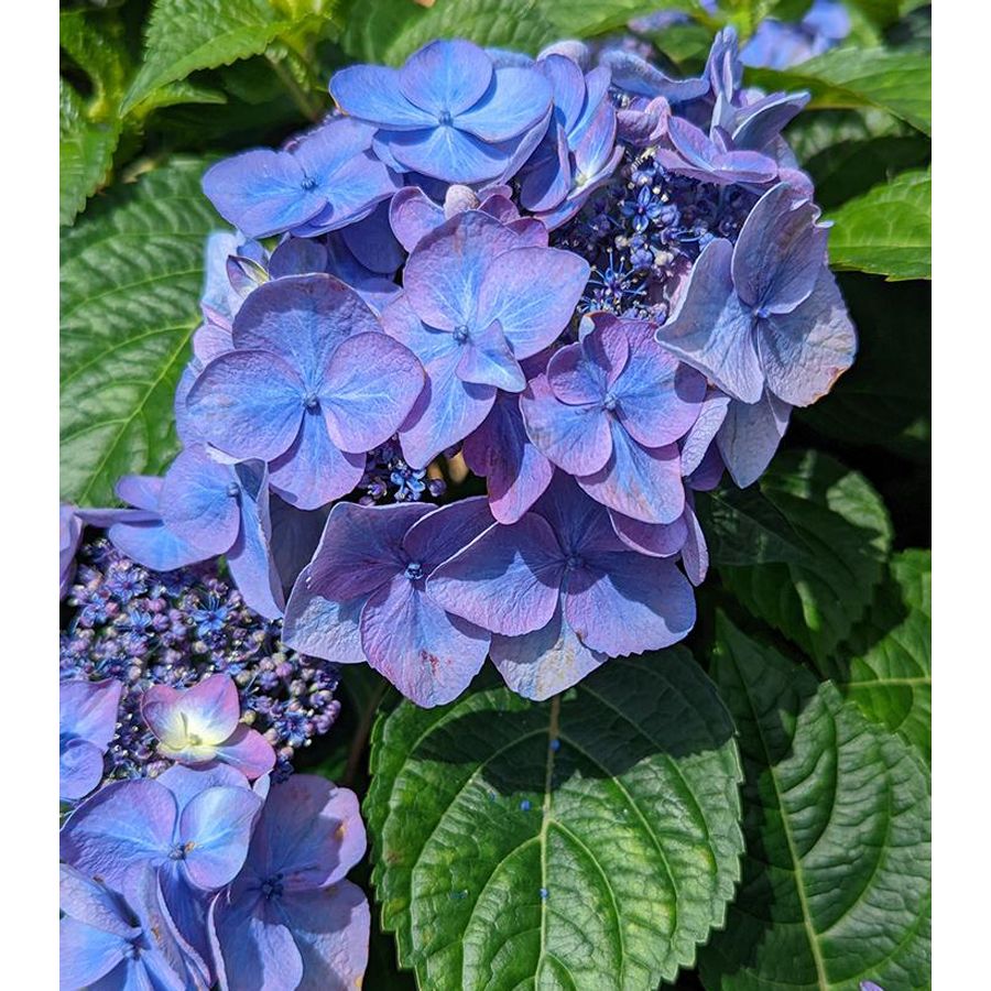 Kerti hortenzia Hydrangea macrophylla  'Endless Summer Pop Star'