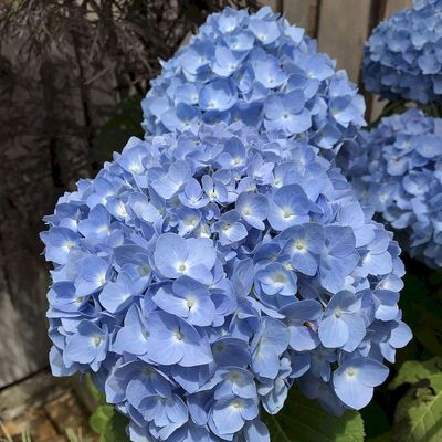 Hydrangea macrophylla 'Endless Summer' mix Kerti hortenzia