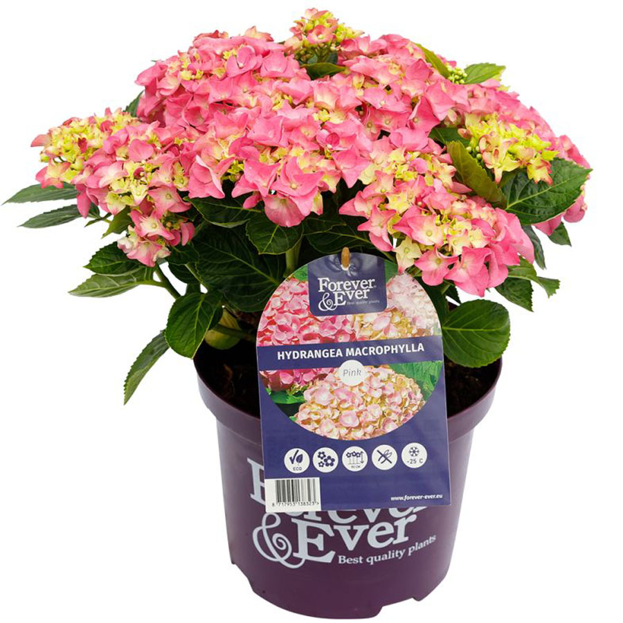 Kerti hortenzia színkeverék Hydrangea macrophylla 'Forever & Ever'