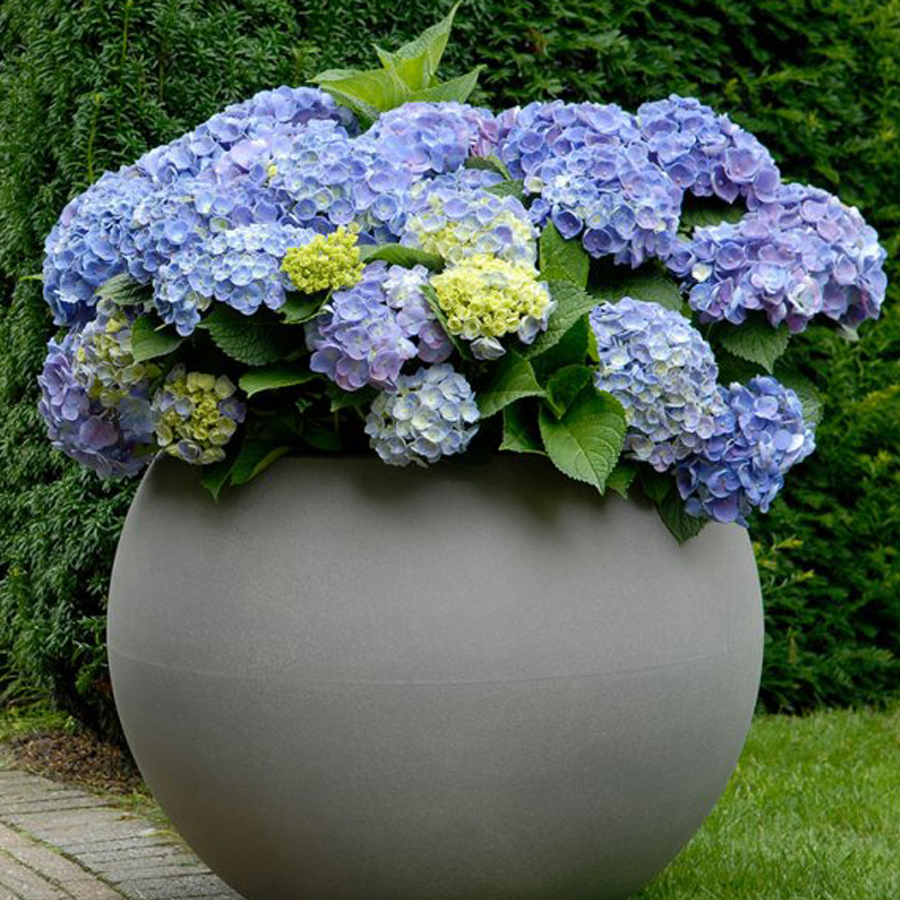 Hydrangea macrophylla 'Forever & Ever' Kerti hortenzia színkeverék