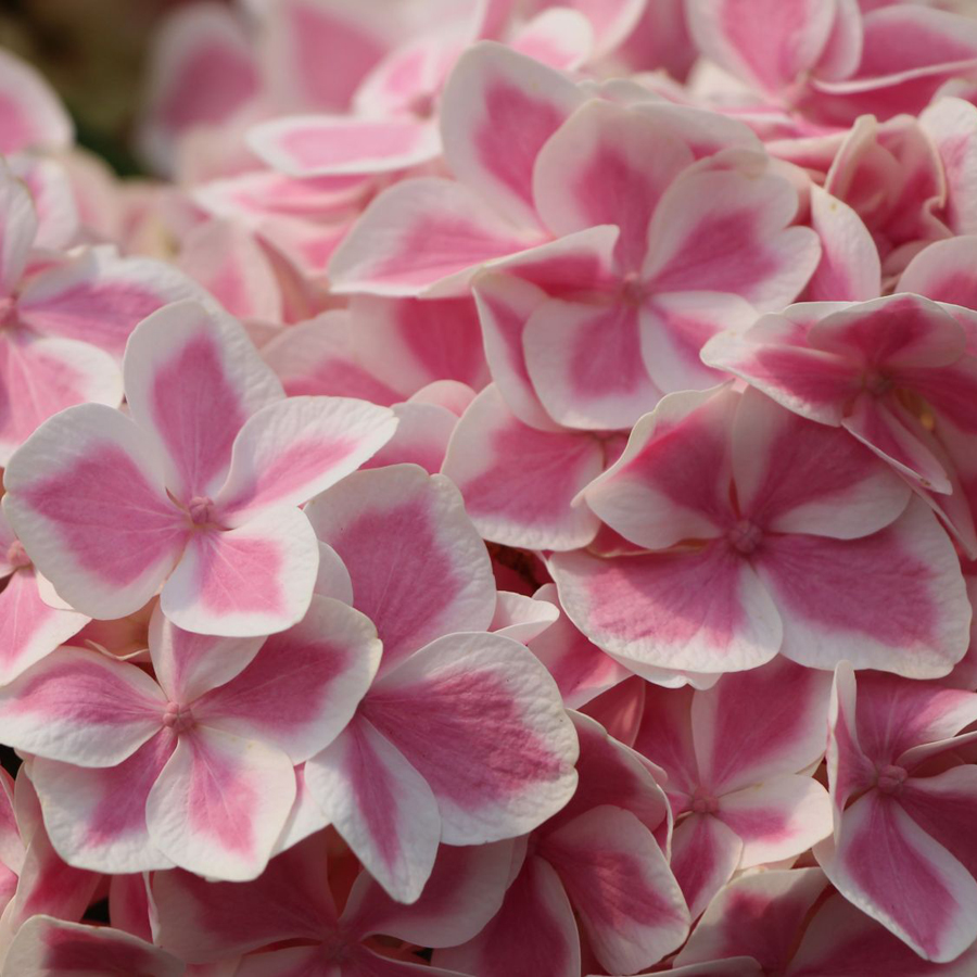 Kerti hortenzia színkeverék Hydrangea macrophylla 'Forever & Ever'