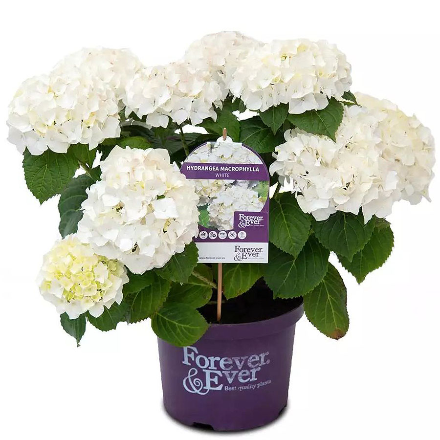 Kerti hortenzia színkeverék Hydrangea macrophylla 'Forever & Ever'