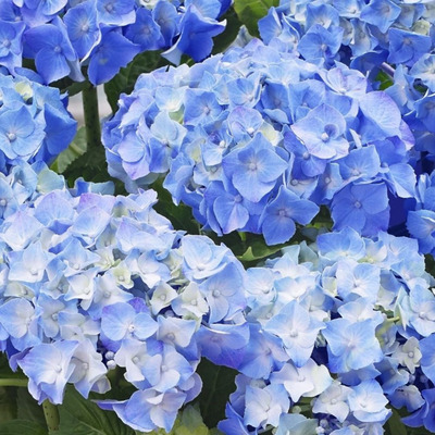 Hydrangea macrophylla 'Little Blue' Kerti hortenzia